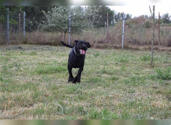 Kompot, großer, freundlicher Schnauzer Mischling, 3 Jahre alt