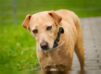 Sarah, tolle SharPei-Mischlingshündin auf Pflegestelle in 51503 Rösrath