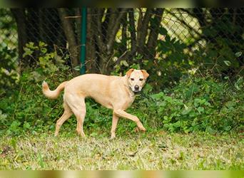 Sarah, tolle SharPei-Mischlingshündin auf Pflegestelle in 51503 Rösrath