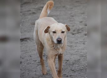 Sarah, tolle SharPei-Mischlingshündin auf Pflegestelle in 51503 Rösrath