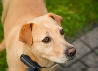 Sarah, tolle SharPei-Mischlingshündin auf Pflegestelle in 51503 Rösrath