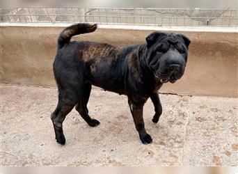 Pepa, Shar Pei Lady in Lackschwarz, liebevoll und ruhig