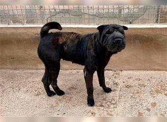 Pepa, Shar Pei Lady in Lackschwarz, liebevoll und ruhig