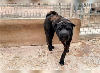 Pepa, Shar Pei Lady in Lackschwarz, liebevoll und ruhig