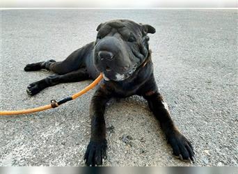 Pepa, Shar Pei Lady in Lackschwarz, liebevoll und ruhig