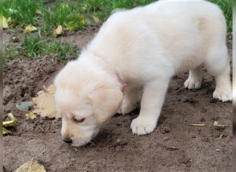 Reinrassige Labradorwelpen