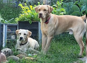 ab sofort auszugsbereit - Reinrassige Labradorwelpen