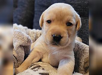 ab sofort auszugsbereit - Reinrassige Labradorwelpen