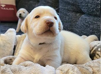 ab sofort auszugsbereit - Reinrassige Labradorwelpen