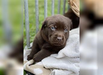 Reinrassige Labrador Retriever Welpen, schokobraun