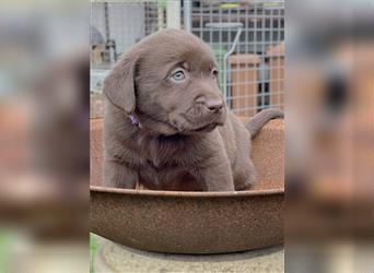 Reinrassige Labrador Retriever Welpen, schokobraun