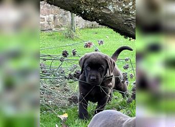 Reinrassige Labrador Retriever Welpen, schokobraun