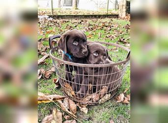 Reinrassige Labrador Retriever Welpen, schokobraun