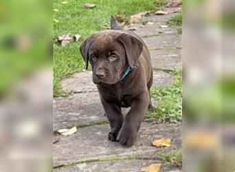 Reinrassige Labrador Retriever Welpen, schokobraun