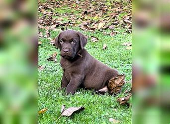 Reinrassige Labrador Retriever Welpen, schokobraun