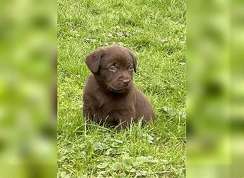 Reinrassige Labrador Retriever Welpen, schokobraun