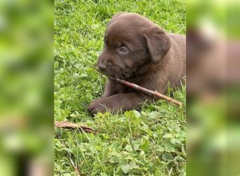 Reinrassige Labrador Retriever Welpen, schokobraun