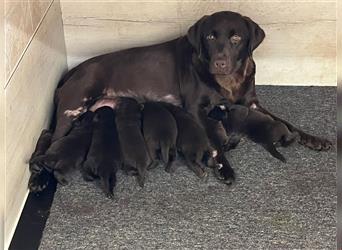 Reinrassige Labrador Retriever Welpen, schokobraun