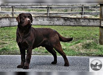 Reinrassige Labrador Retriever Welpen, schokobraun