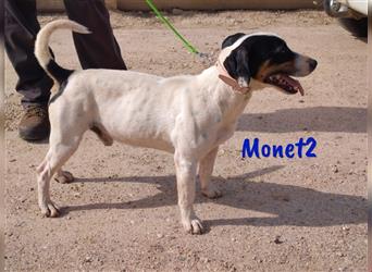 Monet2 03/2021 (ESP) - verschmuster und sehr sozialer, kleiner Ratonero Bodeguero Andaluz!