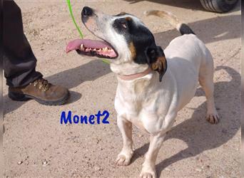 Monet2 03/2021 (ESP) - verschmuster und sehr sozialer, kleiner Ratonero Bodeguero Andaluz!