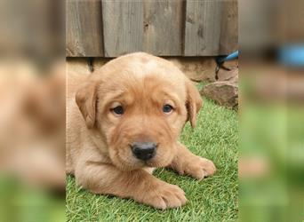 Labrador Welpen reinrassig mit Ahnentafel, foxred/blond