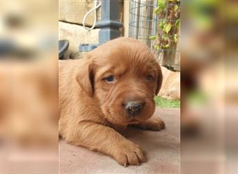 Labrador Welpen reinrassig mit Ahnentafel, foxred/blond