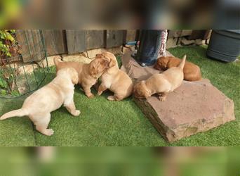 Labrador Welpen reinrassig mit Ahnentafel, foxred/blond