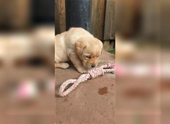 Labrador Welpen reinrassig mit Ahnentafel, foxred/blond