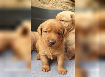 Labrador Welpen reinrassig mit Ahnentafel, foxred/blond