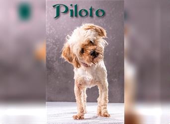 Piloto – ein kleiner Wuschel