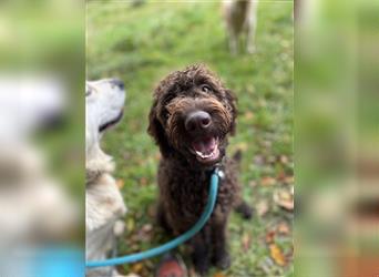 Labradordoodle f1b Mädchen sehr lieb und gut hörend