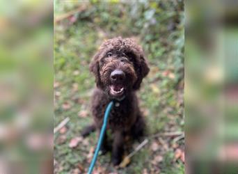 Labradordoodle f1b Mädchen sehr lieb und gut hörend