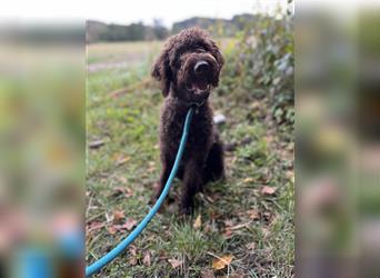 Labradordoodle f1b Mädchen sehr lieb und gut hörend