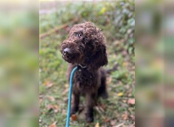 Labradordoodle f1b Mädchen sehr lieb und gut hörend