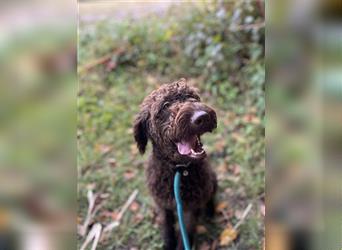 Labradordoodle f1b Mädchen sehr lieb und gut hörend