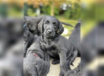 Labradoodle Welpen abgabebereit