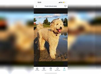 Labradoodle Welpen abgabebereit