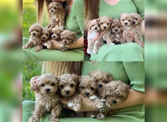 Maltipoo Welpen abzugeben