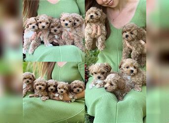 Maltipoo Welpen abzugeben