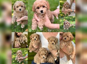 Maltipoo Welpen abzugeben