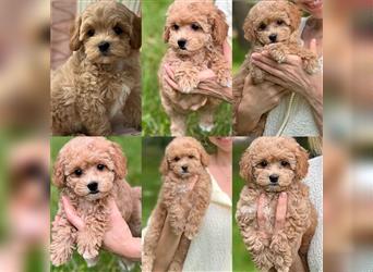 Maltipoo Welpen abzugeben