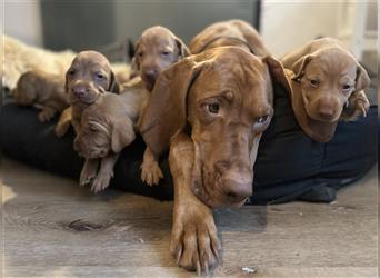 Zuckersüße Magyar Vizsla Welpen mit Papieren gerne an Nichtjäger abzugeben!