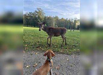 Zuckersüße Magyar Vizsla Welpen mit Papieren gerne an Nichtjäger abzugeben!