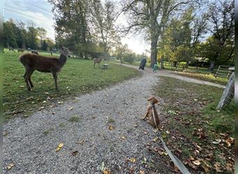 Zuckersüße Magyar Vizsla Welpen mit Papieren gerne an Nichtjäger abzugeben!