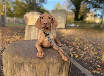 Zuckersüße Magyar Vizsla Welpen mit Papieren gerne an Nichtjäger abzugeben!