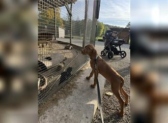 Zuckersüße Magyar Vizsla Welpen mit Papieren gerne an Nichtjäger abzugeben!