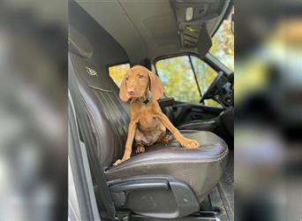 Zuckersüße Magyar Vizsla Welpen mit Papieren gerne an Nichtjäger abzugeben!