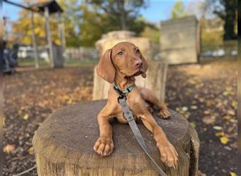 Zuckersüße Magyar Vizsla Welpen mit Papieren gerne an Nichtjäger abzugeben!