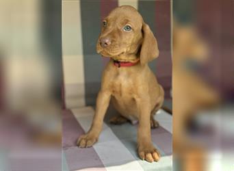 Zuckersüße Magyar Vizsla Welpen mit Papieren gerne an Nichtjäger abzugeben!